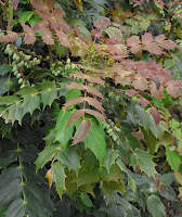 2014 április 26 Kámoni arborétum Mahonia bealei Törzses mahónia (1).jpg