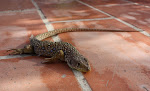 Lézard ocellé