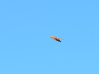 DSC_7780.jpg