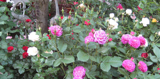 Detail of Rose Garden