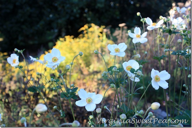 Fall Anemones with Fireworks Soledega in Background Fall Anemones with Fireworks Soledega in Background