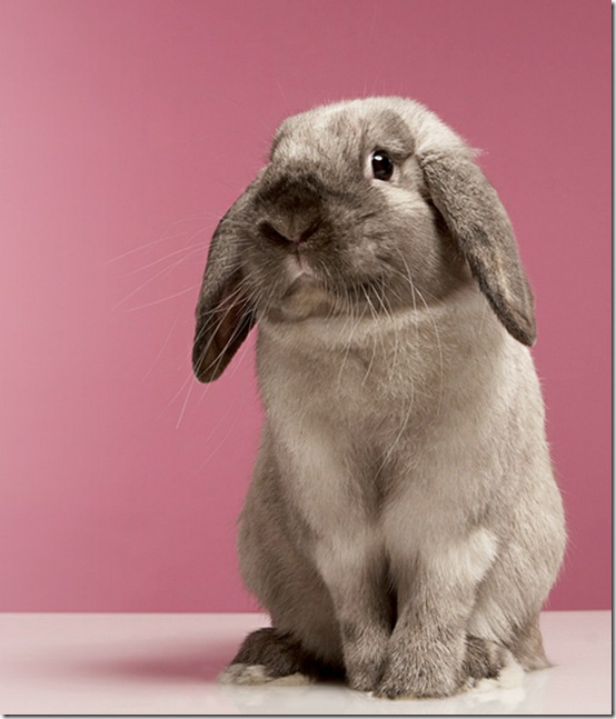 animals-worried-face-18