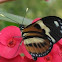 Isabella Longwing, Borboleta do Maracujá(Brazil)