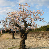 Flore Flore