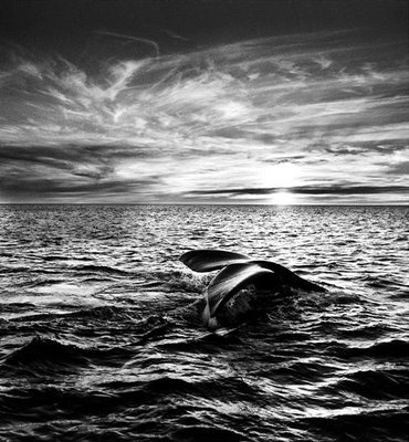 [sebastiao_salgado_8%255B9%255D.jpg]