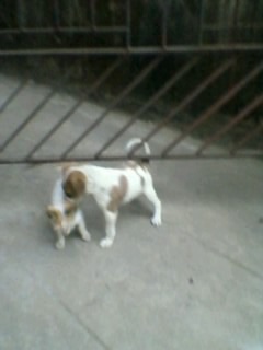 [kitten_and_puppies_playing%2520%25282%2529%255B3%255D.jpg]