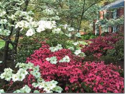 Dogwoods and azaleas Dogwoods and azaleas