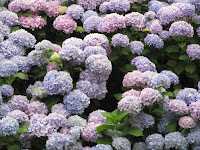 Hydrangeas