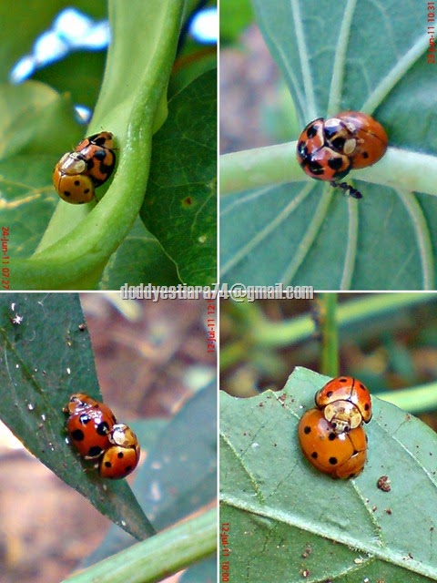 Variable Ladybird_Coelophora inaequalis_mating 