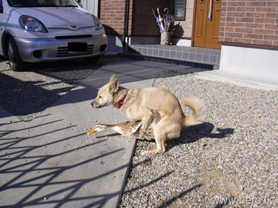 Doa-se Cachorro com a pata fudida.......Coitado !!!!