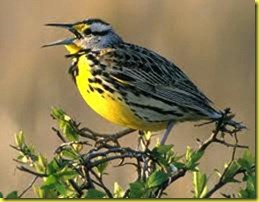 lark lark