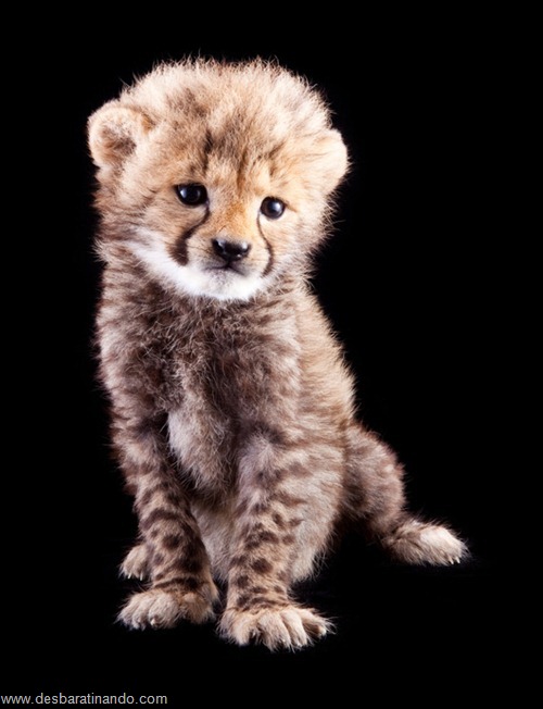 filhotes recem nascidos zoo zoologico desbaratinando animais lindos fofos (21) filhotes recem nascidos zoo zoologico desbaratinando animais lindos fofos (21)