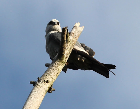 Mississippi Kite, Sterling Forest Visitor Center, June 3, 2012