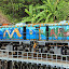 The Locomotives of the Kuranda Scenic Railway Are Painted In A Traditional Tjupakai Style - Oak Beach, Australia