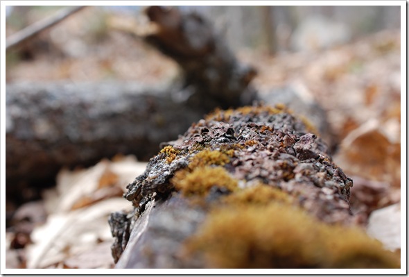 Lichenscapes (2)