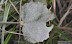 Mount_semeru_43.JPG