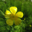 wildflowers 001.JPG