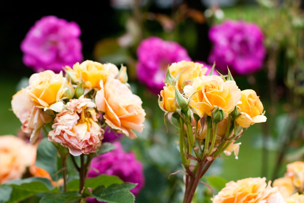 [20120625-IMG_4474%255B4%255D.jpg]