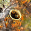 Stingless Bee Hive
