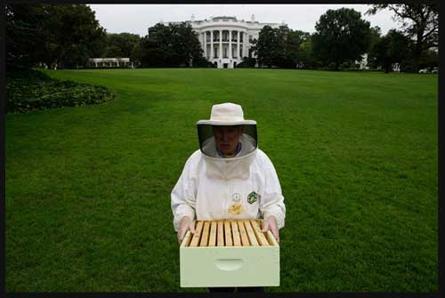 [whitehouse%2520bees2%255B3%255D.png]