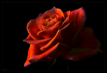 rosas_gif_color