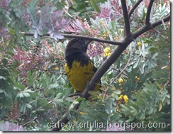 picogrueso dorsinegro (Pheucticus Aureoventris) en Usme