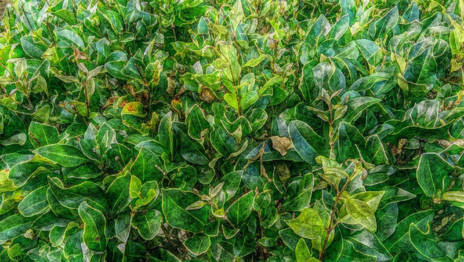 5 Green grass and shrub free pictures - 1 million free ...