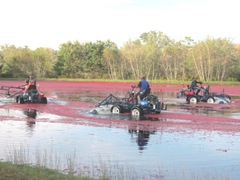 Cranberry Harvest Gerts bog 2011 3 machines 4