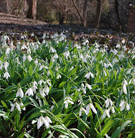 2014 március 1 alcsut galanthus plicatus redőslevelű hóvirág (2).jpg