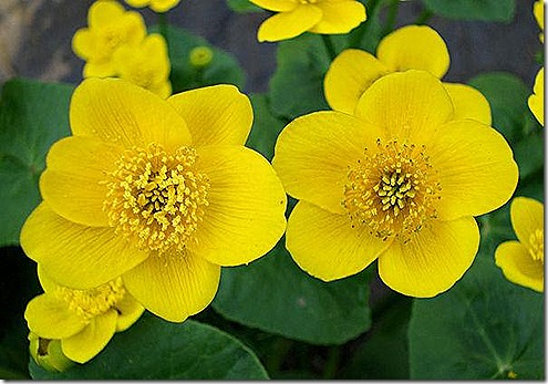 marsh_marigold