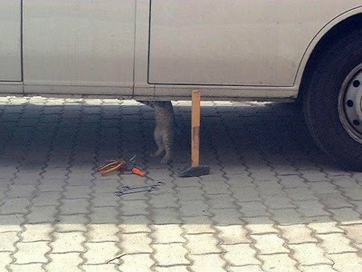 [Gato%2520Mec%25C3%25A2nico%255B4%255D.jpg]