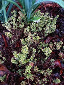 Lemon Thyme (Thymus citriodorus variegata) in February after two rough years (still looking pretty good!)