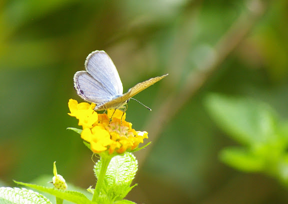 Catochrysops strabo FABRICIUS, 1793, mâle (?). Sepilok, 10 août 2011. Photo : J.-M. Gayman