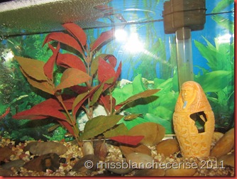 IMG_2954 IMG_2954
