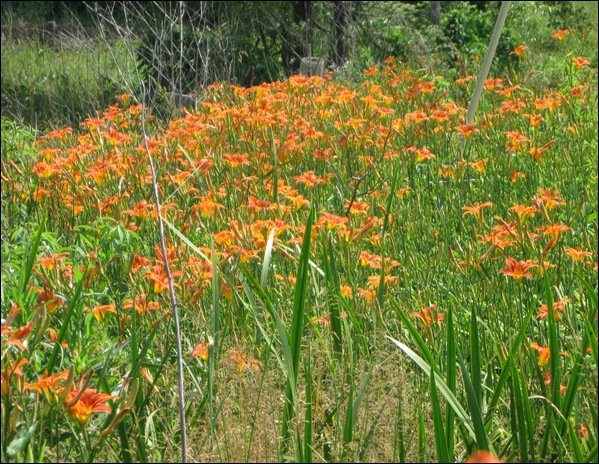 Daylillies2011RoccastleCounty