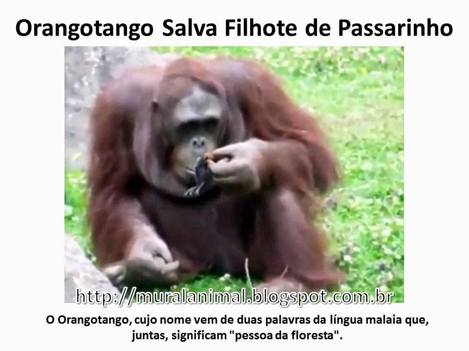 [Orangotango%2520Salva%2520Filhote%2520de%2520Passarinho%255B3%255D.jpg]