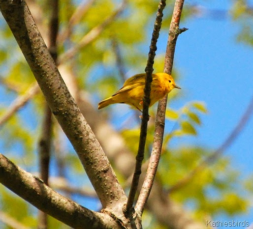 6. yellow warbler-kab