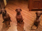 Drake, Diesel, and Duke hanging out at home. Drake, Diesel, and Duke hanging out at home.