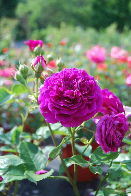 [greenhouse_83june2011%255B5%255D.jpg]