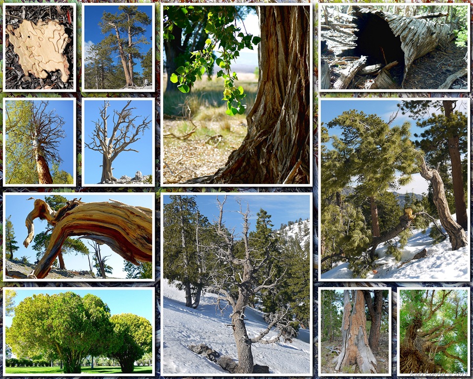 [2012-Tree-Textures-033.jpg]