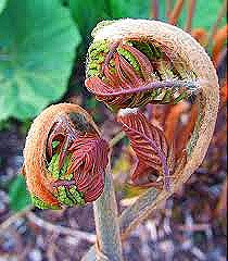 [osmunda%255B5%255D.jpg]