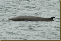 Whale Watch  _ROT3852   NIKON D3S June 02, 2011