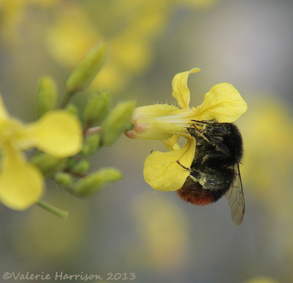 [2-red-tailed-bumblebee%255B2%255D.jpg]