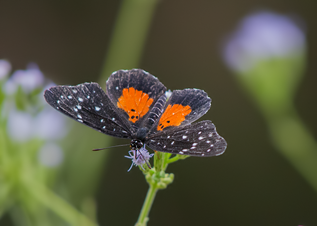 Butterfly NBC21