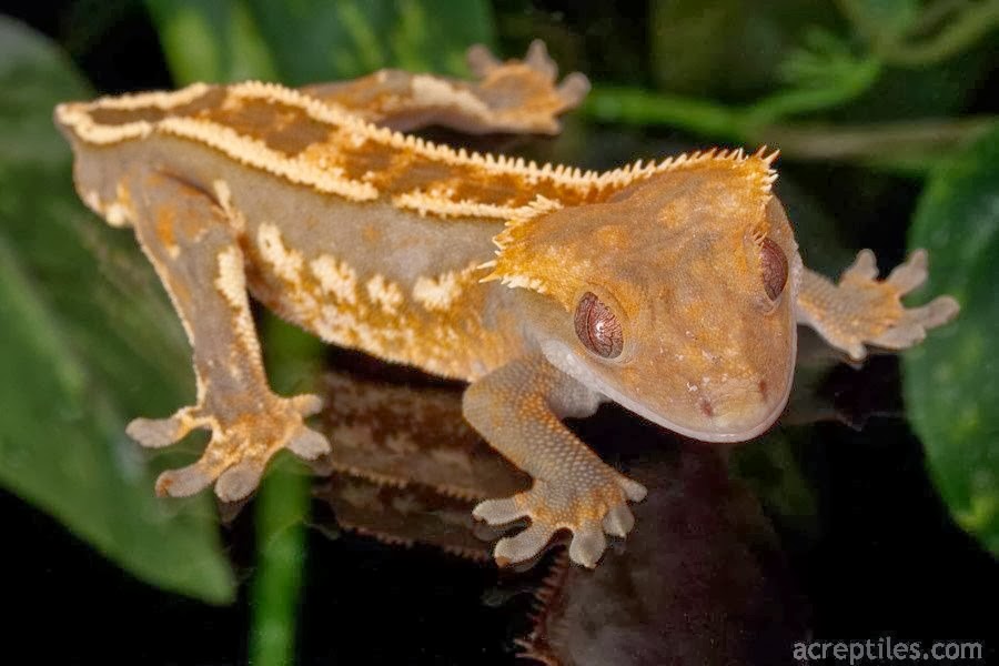 [Amazing%2520Animal%2520Pictures%2520crested%2520geckos%2520%25281%2529%255B3%255D.jpg]