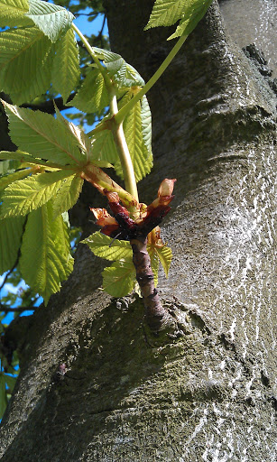 Chestnut Buds