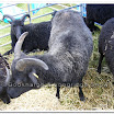 Sheep 007.jpg