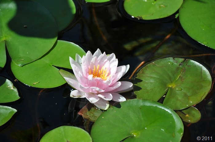 [lily%2520bloom%2520Sept%2520001%255B6%255D.jpg]