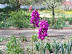 Mt Vernon in Spring