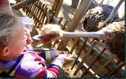 taylor and ostrich